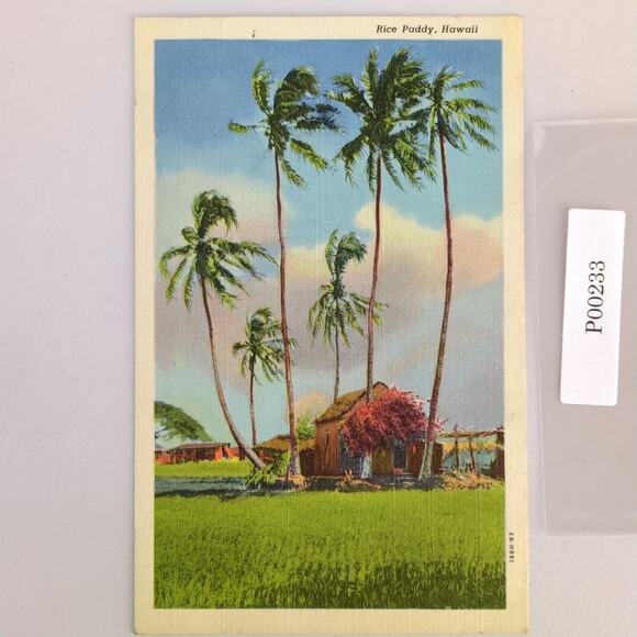 Vintage Rice Paddy Hawaii Linen Postcard 1930s Tropical Agriculture Unposted - Picture 1 of 2